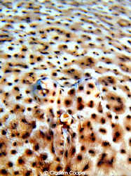 Moses sole (Pardarchirus marmoratus).
Taken with Fuji F5... by Cigdem Cooper 